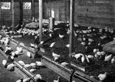 As the chicks grow, they need a lot more space, and larger feeders.