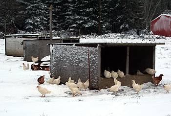 chickens in range houses and snow