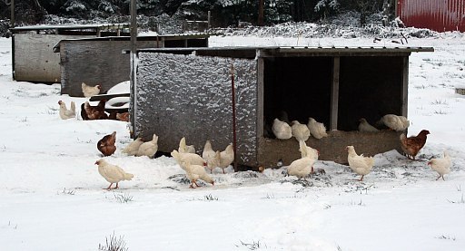 Chickens foraging in the snow