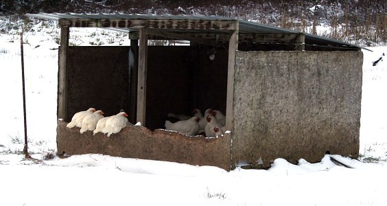 Chickens in fresh-air chicken coop on snowy morning